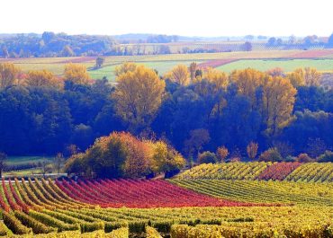 Oenotourisme : la France doit mieux se structurer