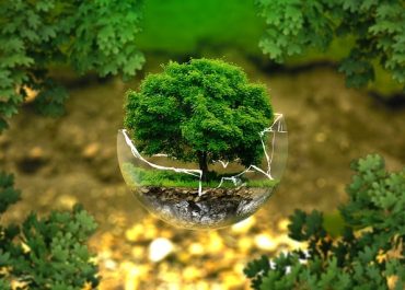 Avec Ecosia Travel, jusqu’à 25 arbres sont plantés à chaque réservation d’hôtel
